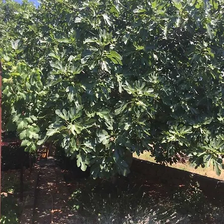 Relax Garden 아파트 스타리 그라드