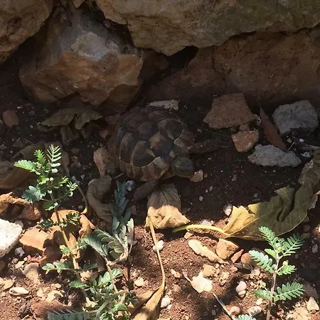 Relax Garden Lägenhet Stari Grad (Hvar)